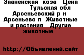 Зааненская  коза › Цена ­ 16 000 - Тульская обл., Арсеньевский р-н, Арсеньево п. Животные и растения » Другие животные   